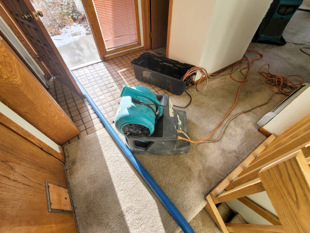 Best Ceiling water damage repair  in Royalton, IL