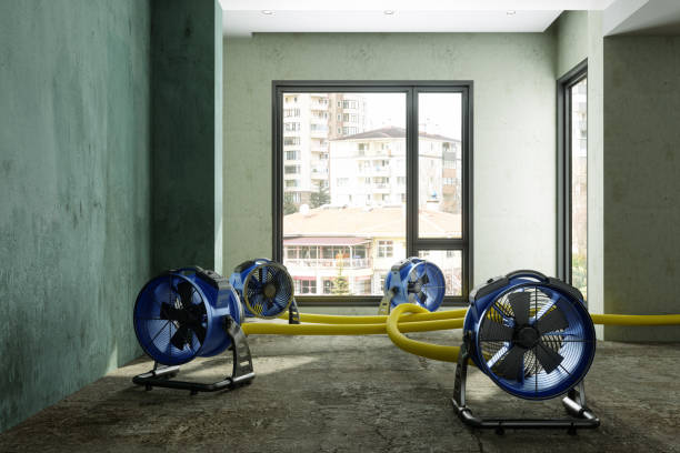 Best Water damage mitigation services  in Royalton, IL