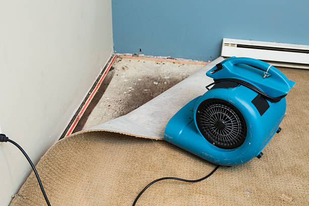 Best Flood restoration services  in Royalton, IL